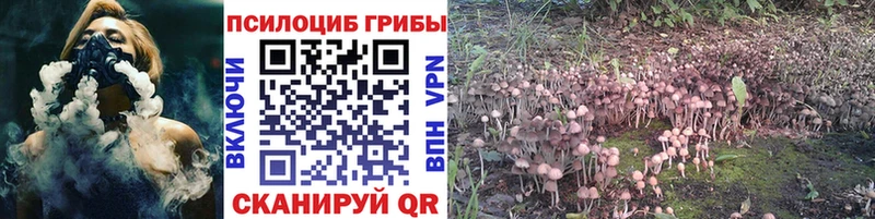 где можно купить   Верхняя Пышма  Псилоцибиновые грибы Psilocybe 